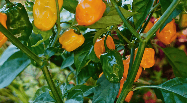 How to Grow Hot Peppers in Texas: Expert Tips for a Spicy Harvest