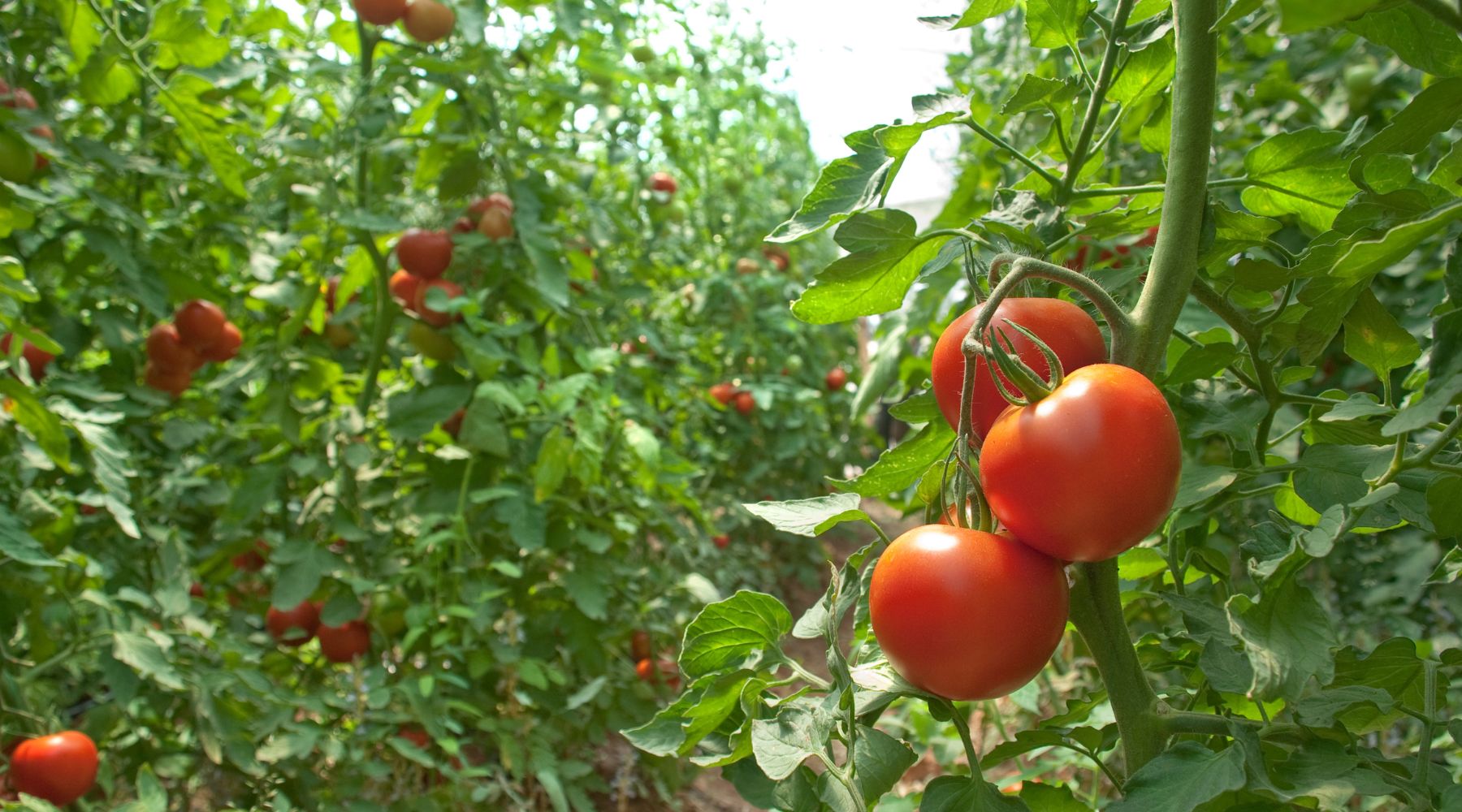 Common Tomato Nutrient Deficiencies and How to Fix Them