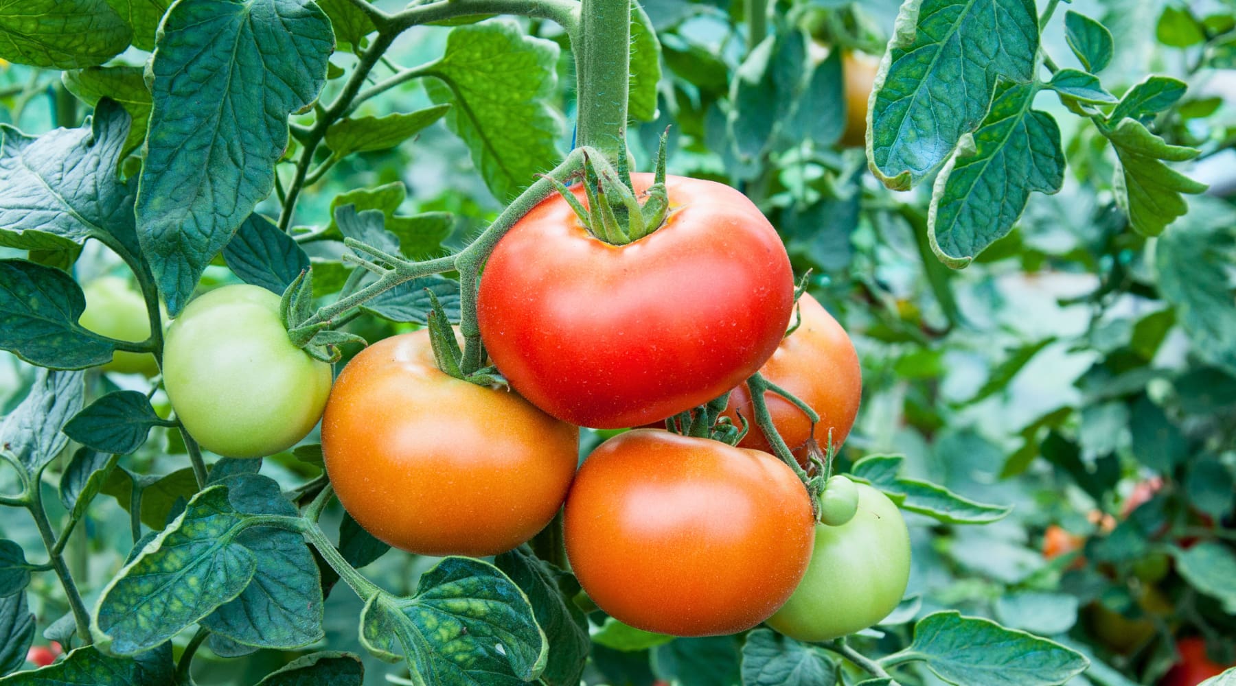 Coop's Secret Tricks for Growing Better Tomatoes in Central Texas! - Happenstence®