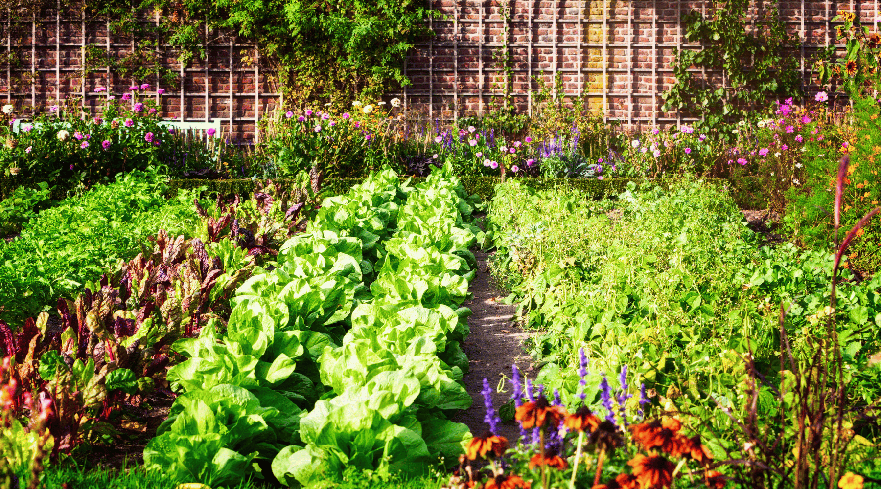 Fall and Winter Vegetable Gardening: Best Crops and Companion Plants