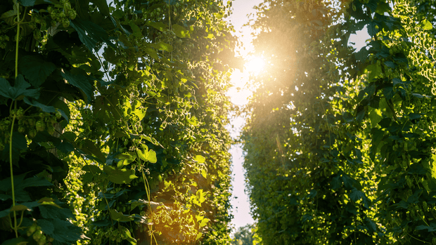 New‑Zealand IPA Guide: Top NZ Hop Varieties & Flavor Profiles