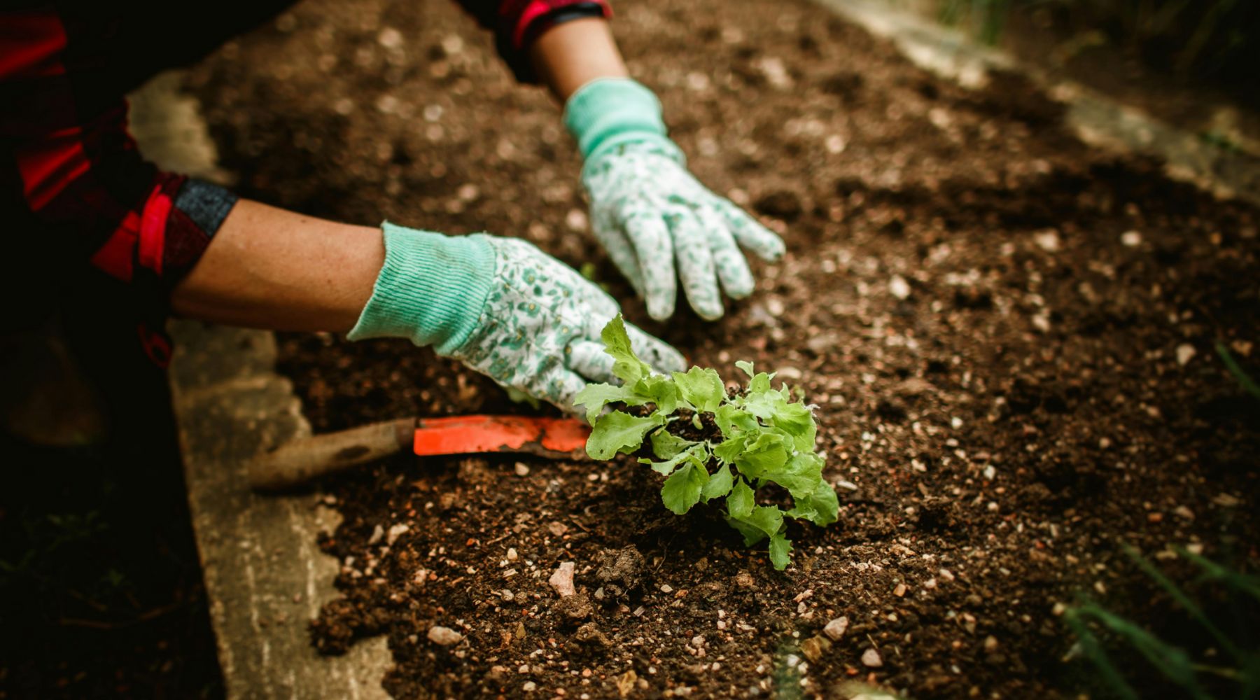 The Underground Connection: Why 2026 is the Year of the Soil Microbiome - Happenstence®
