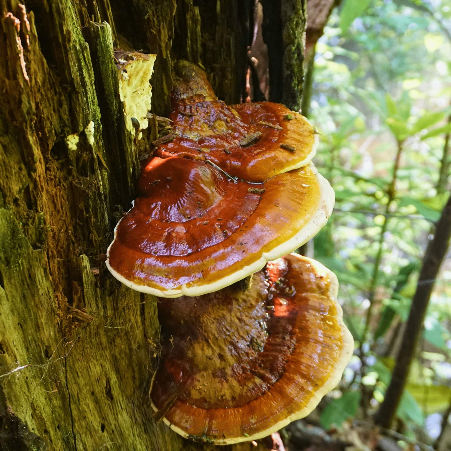 Ganoderma Lucidium