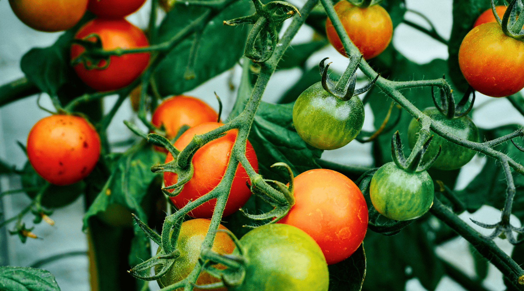 Cherry Tomatoes