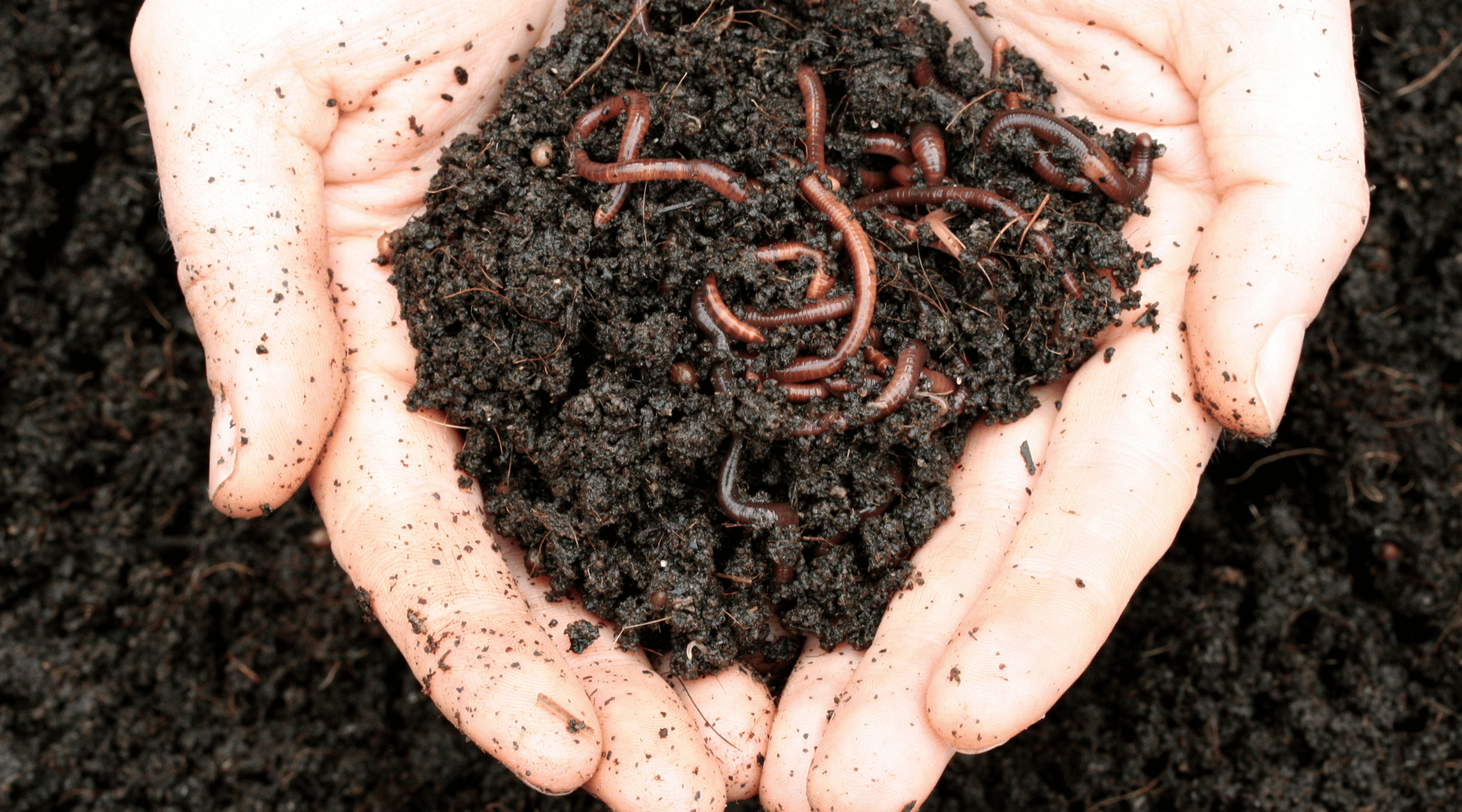 Compost and worms