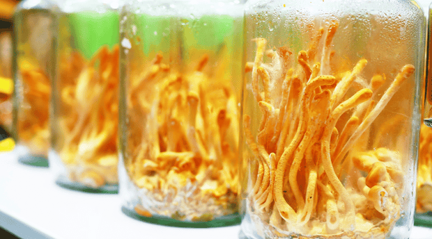 Cordyceps Militaris: Is it The Key to Unlocking Better Gains at the Gym?