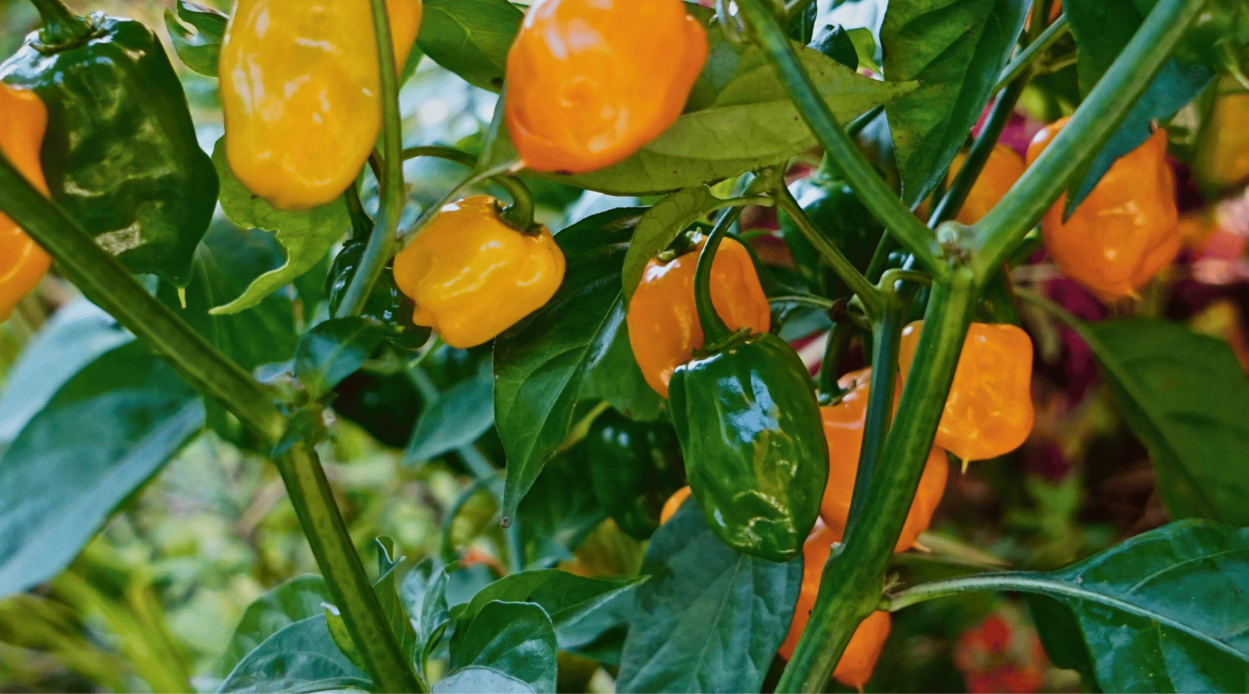 Habenero Plants