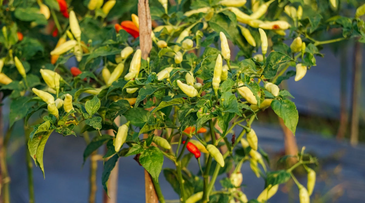 Heat Stressed Pepper Plants