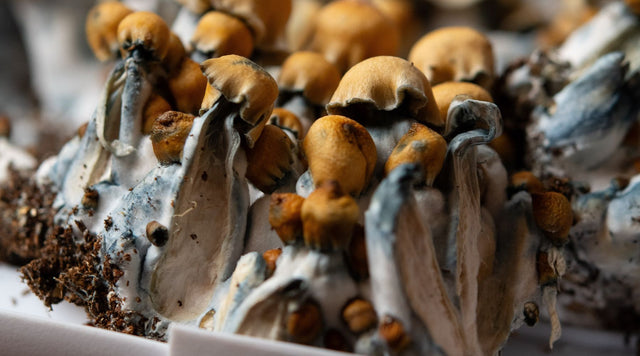 Picked Mushroom Clusters