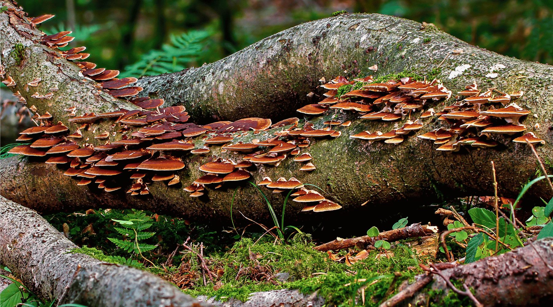 Building the Best Mushroom Stack: Key Ingredients for Maximum Benefits