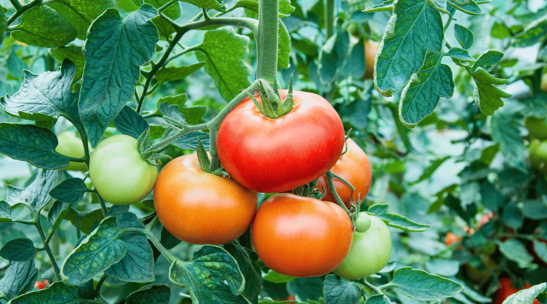 Coop's Secret Tricks for Growing Better Tomatoes in Central Texas!