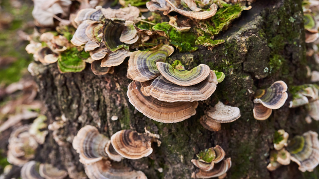 Unlocking the benefits of Turkey Tail Mushrooms!