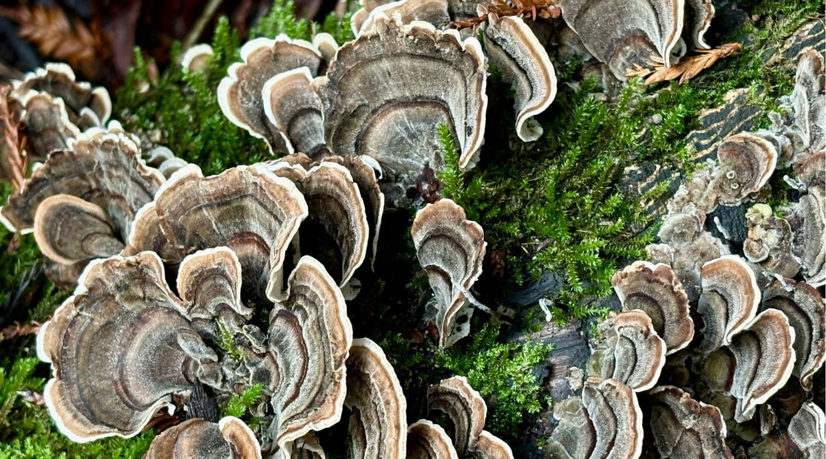 Turkey Tail Mushroom growing on a mossy log