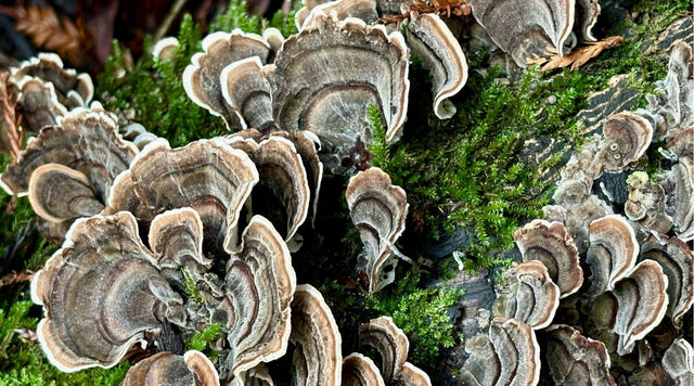 Turkey Tail Mushroom growing on a mossy log