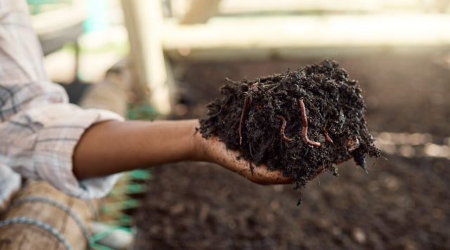 A handful of vermiculture worms in a pile of muck