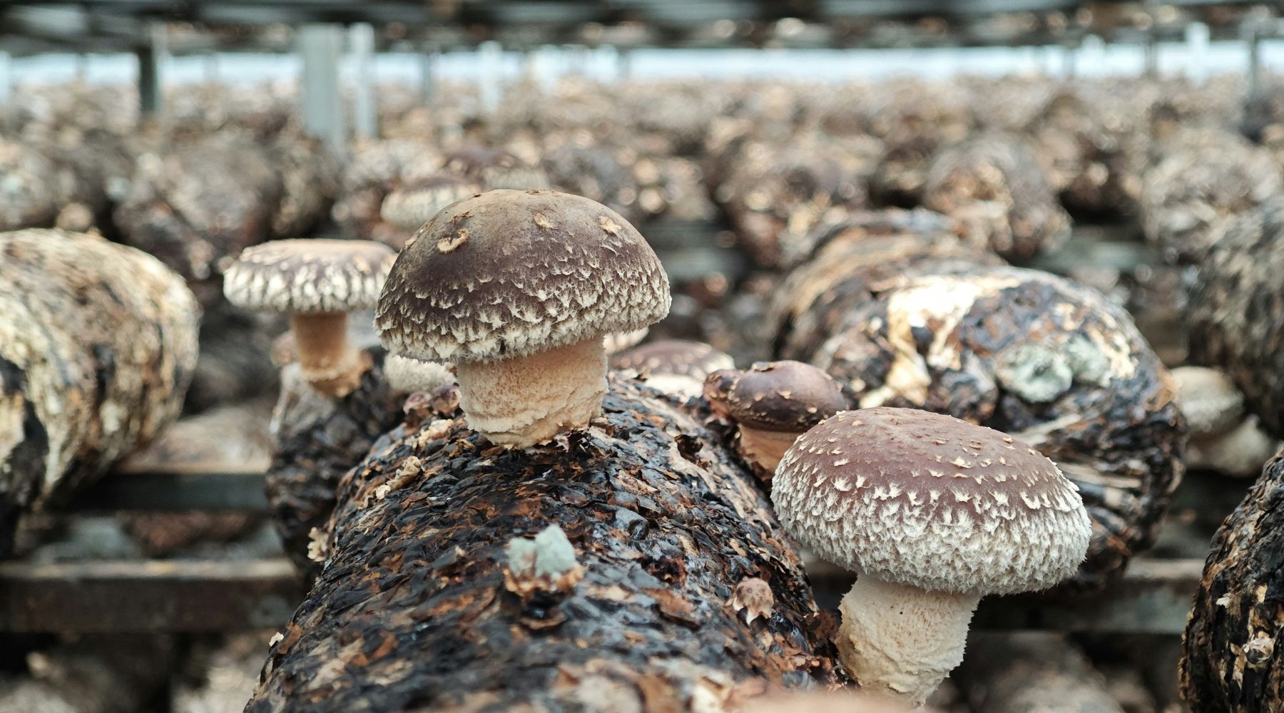 Beginner Mushroom Growing: Logs vs Buckets vs Grow Bags Compared - Happenstence®