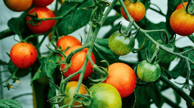 Best Tomatoes to Plant in March & Proven Tips for a High-Yield Harvest