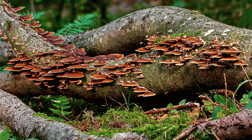 Building the Best Mushroom Stack: Key Ingredients for Maximum Benefits - Happenstence®