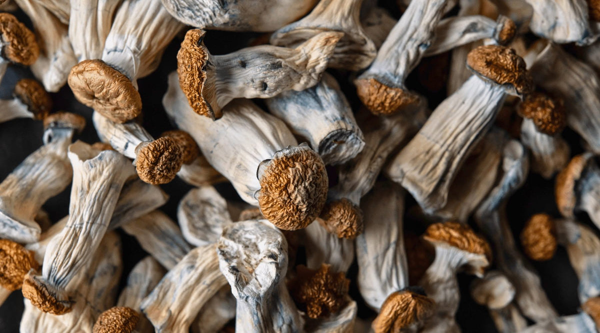 Can Psilocybin Extend Lifespan? Exploring the Science Behind the Latest Longevity Study - Happenstence®