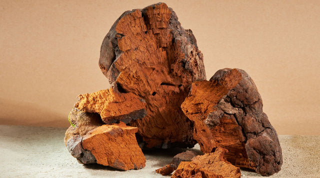Chaga Mushroom Benefits: The Antioxidant King - Happenstence®