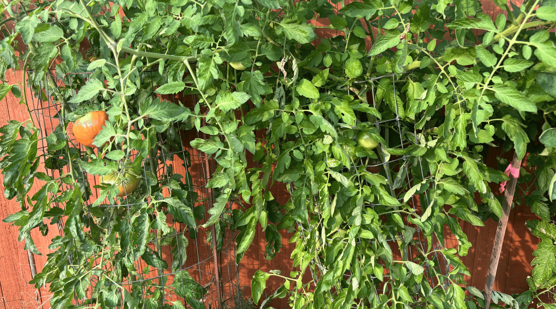 Common Tomato Nutrient Deficiencies and How to Fix Them - Happenstence®