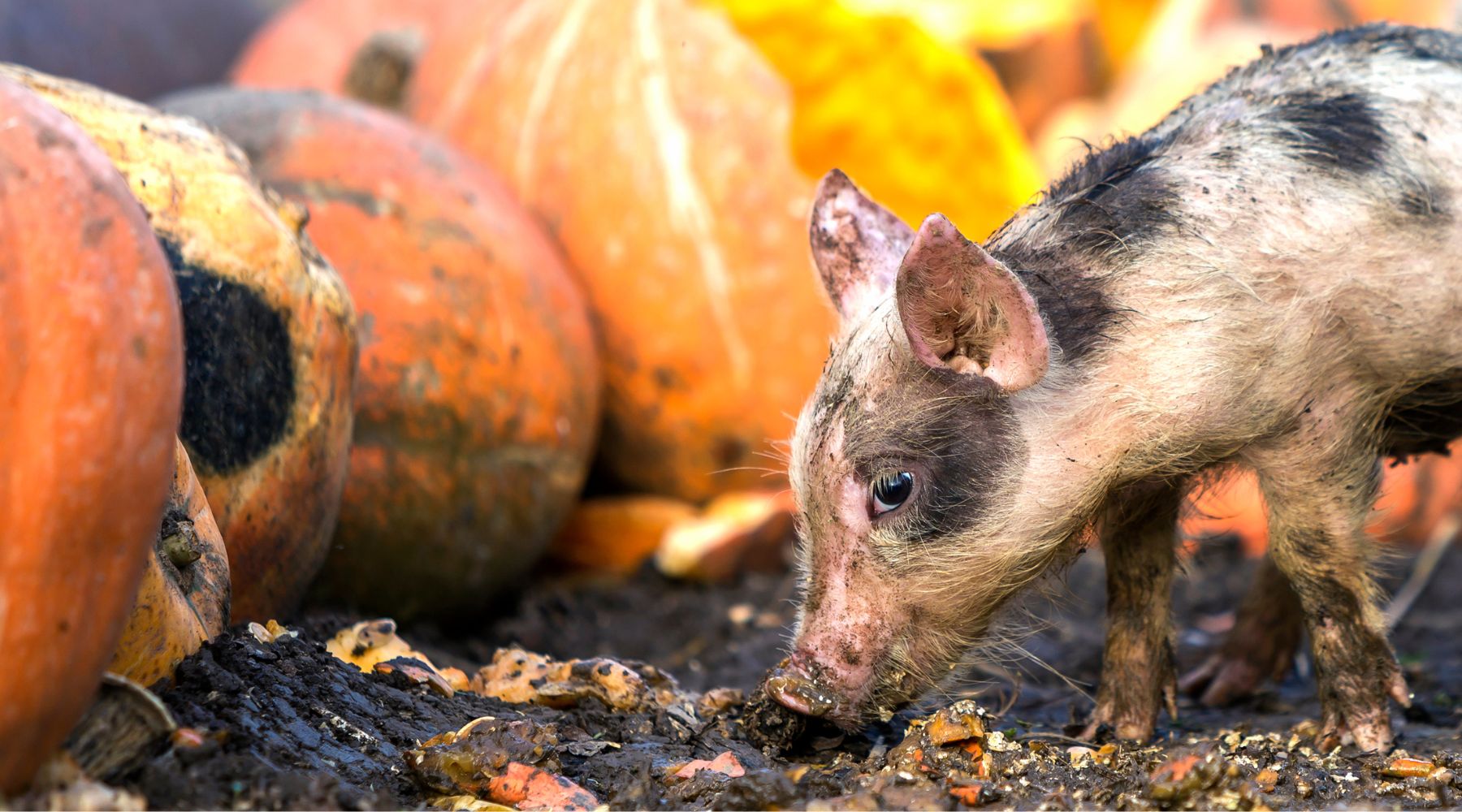 Don't Trash Your Jack-o'-Lantern: Sustainable Ways to Recycle Your Pumpkin - Happenstence®