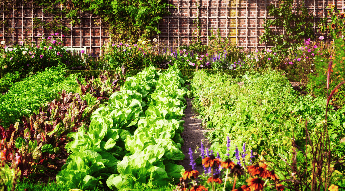 Fall and Winter Vegetable Gardening in Texas: Best Crops and Companion Plants - Happenstence®