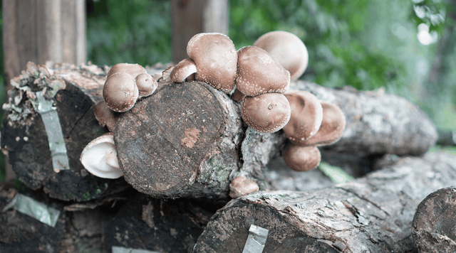 How to Grow Mushrooms on Logs: A Beginner’s Guide to the Plug Spawn Method - Happenstence®