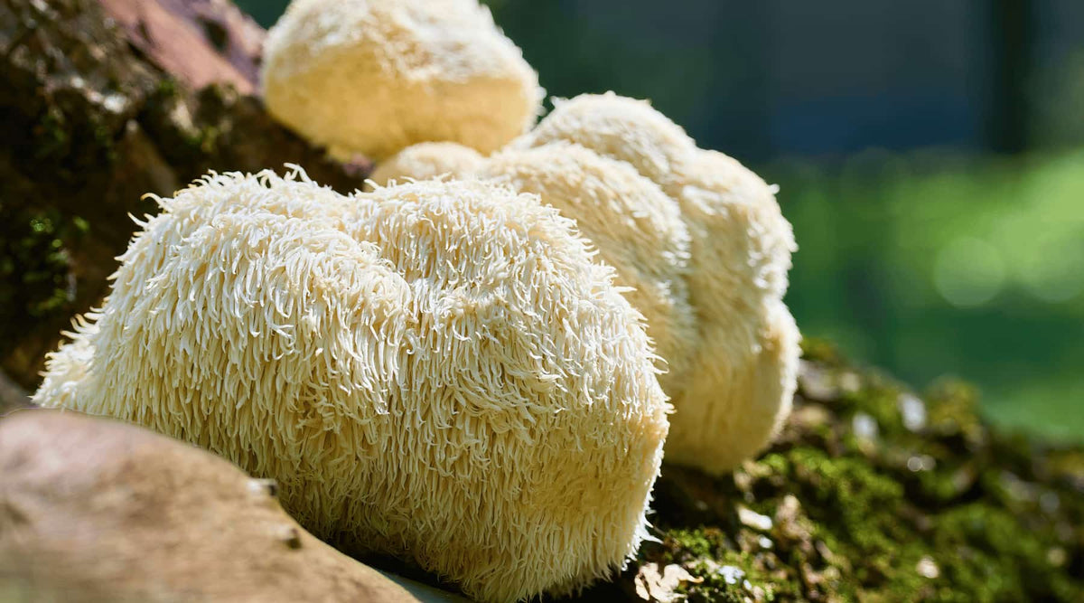 Lion's Mane Mushroom Benefits: Enhance Memory, Focus, and Mood Naturally - Happenstence®