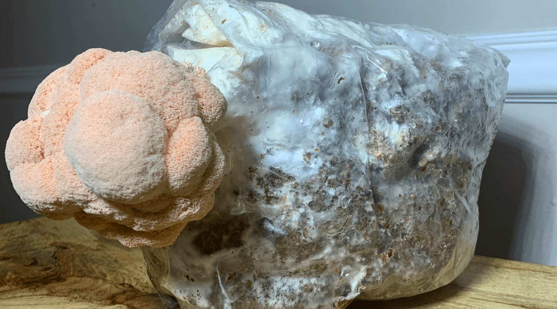 Mushroom Fruiting Blocks: Growing Guide for Beginners - Happenstence®
