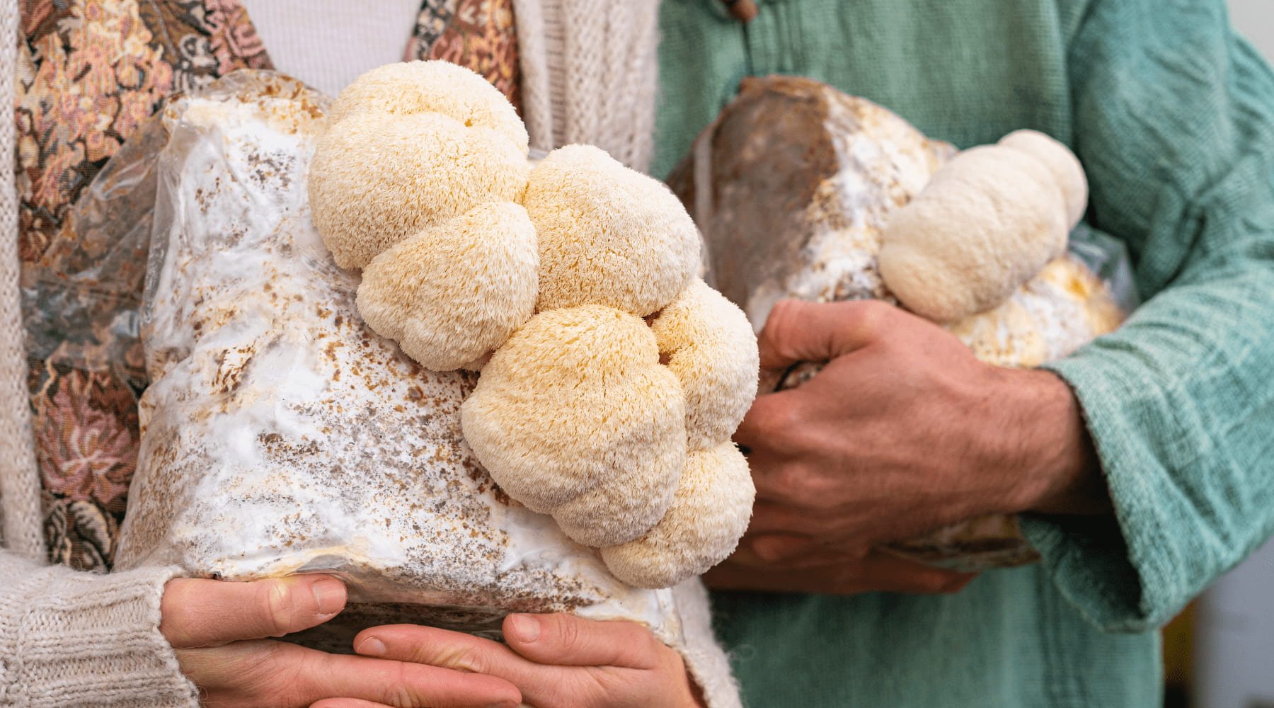 Mushroom Grow Bag Not Fruiting? 6 Beginner Mistakes (and How to Fix Them) - Happenstence®