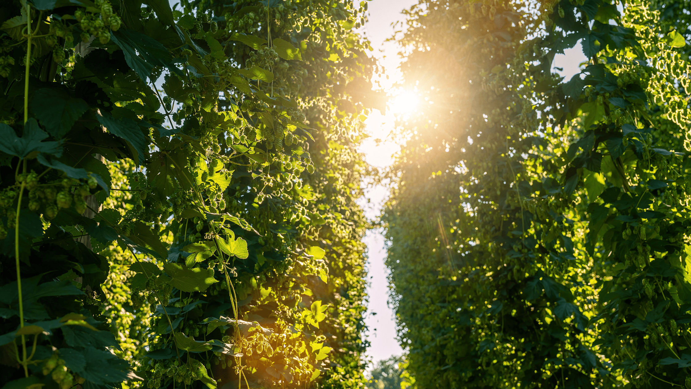 New‑Zealand IPA Guide: Top NZ Hop Varieties & Flavor Profiles
