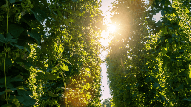 New‑Zealand IPA Guide: Top NZ Hop Varieties & Flavor Profiles - Happenstence®