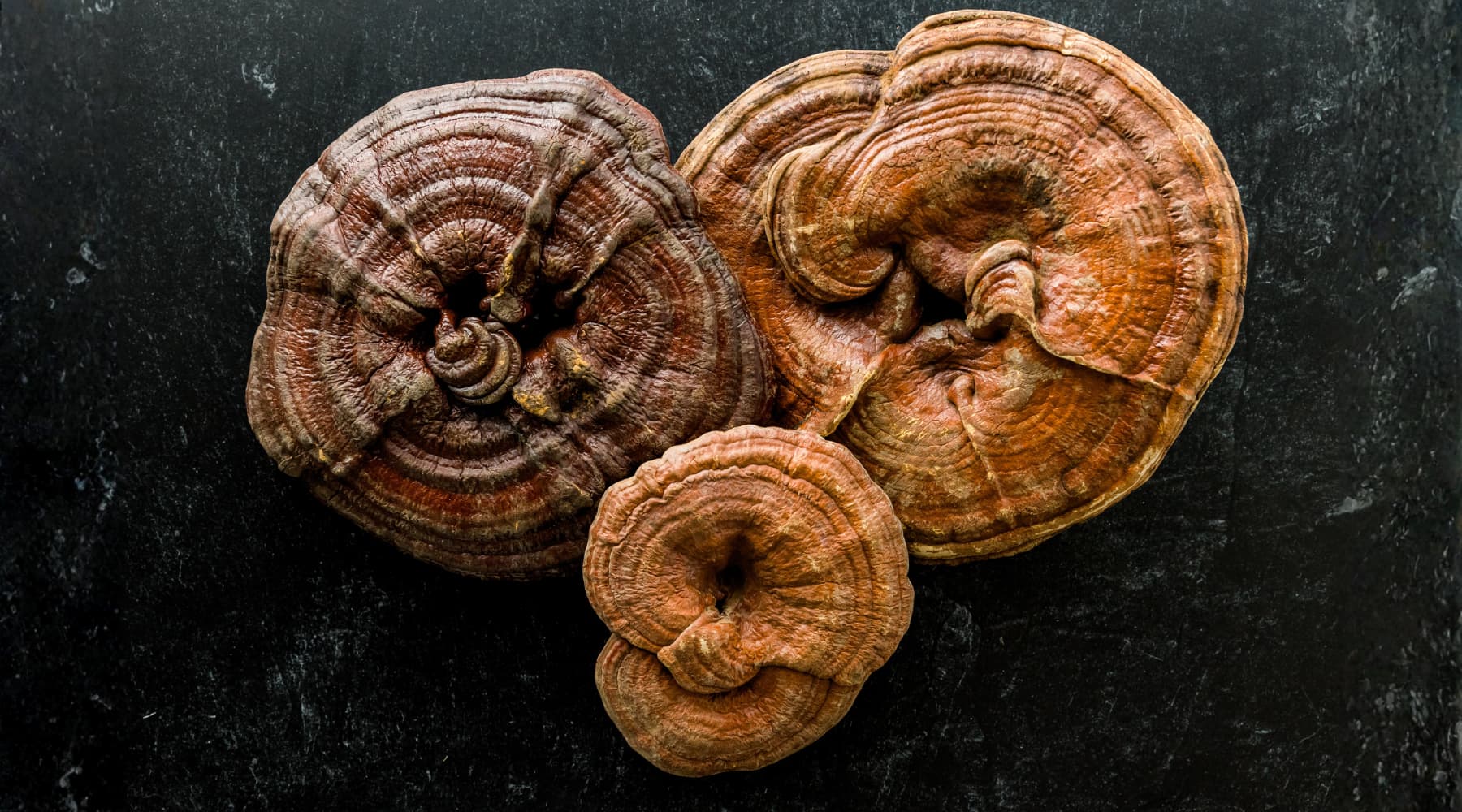 Reishi Mushroom Benefits: Ancient Wisdom Meets Modern Science - Happenstence®