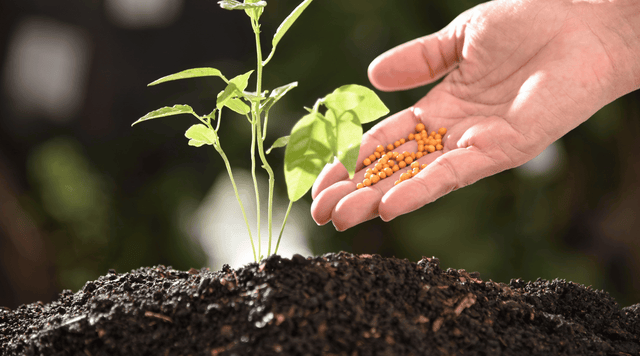 Secret Fertilizer Tips: How to Maximize Your Tomato Yield Naturally - Happenstence®