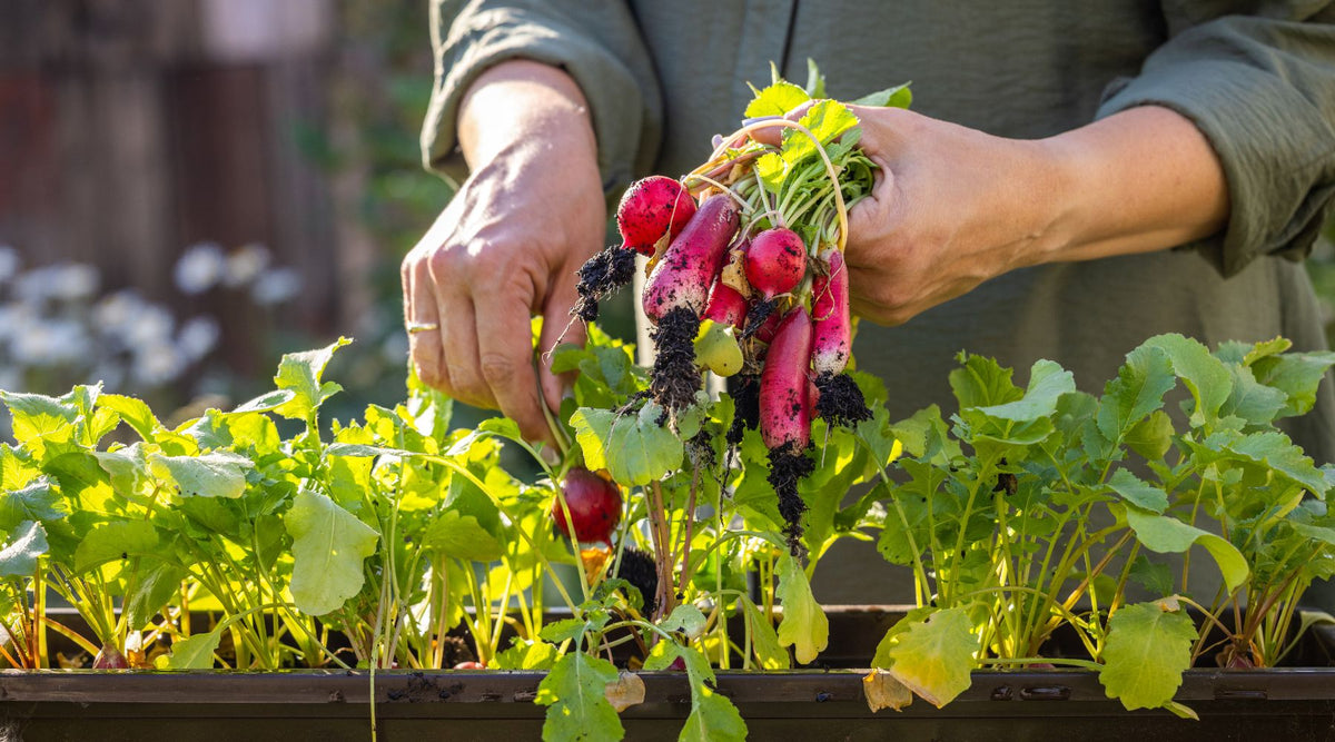 The 5 Best Fall Vegetables to Plant in Central Texas (Even If You’re Late) - Happenstence®