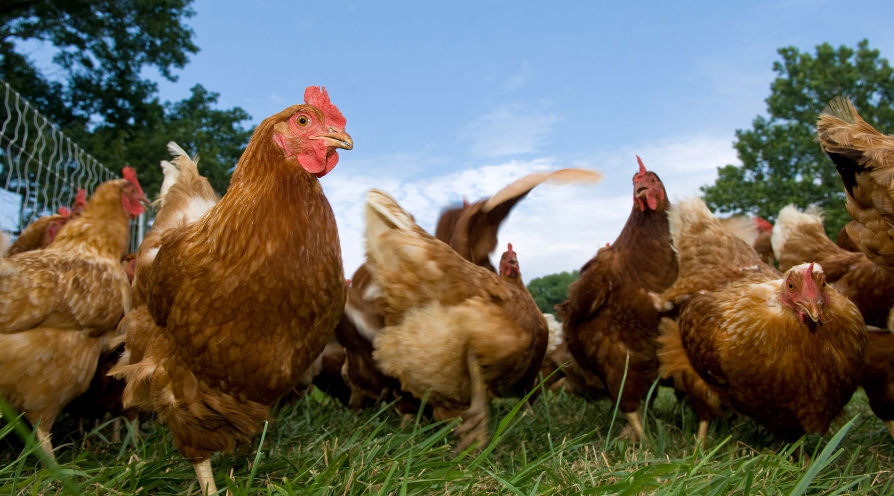 The Great Breakfast Betrayal: Linoleic Acid, Eggs, and Your Metabolism - Happenstence®