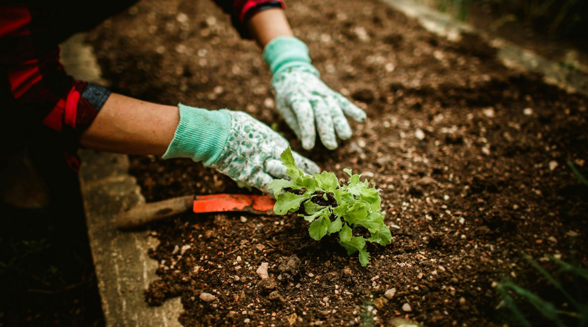 The Underground Connection: Why 2026 is the Year of the Soil Microbiome - Happenstence®