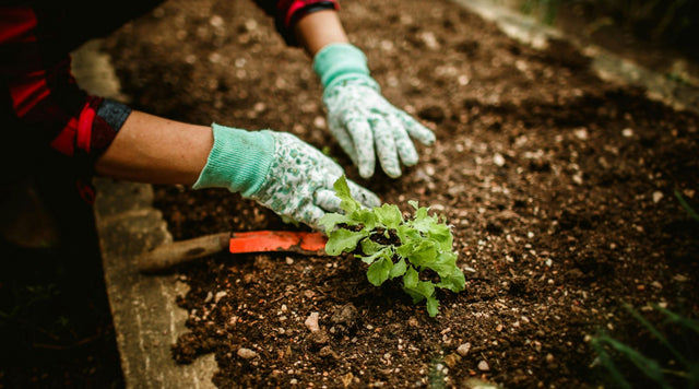The Underground Connection: Why 2026 is the Year of the Soil Microbiome - Happenstence®
