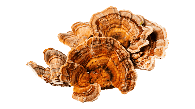 Turkey Tail Mushroom Benefits: Immune & Gut Support Backed by Research - Happenstence®