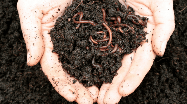 Turn Fall Waste into Garden Gold: The Ultimate Composting Guide - Happenstence®