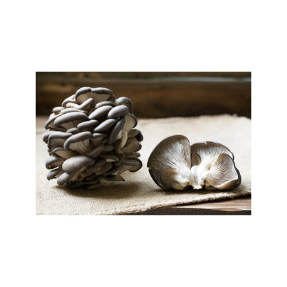 Blue Oyster Mushroom Grow Kit Fruiting Block (5lb)