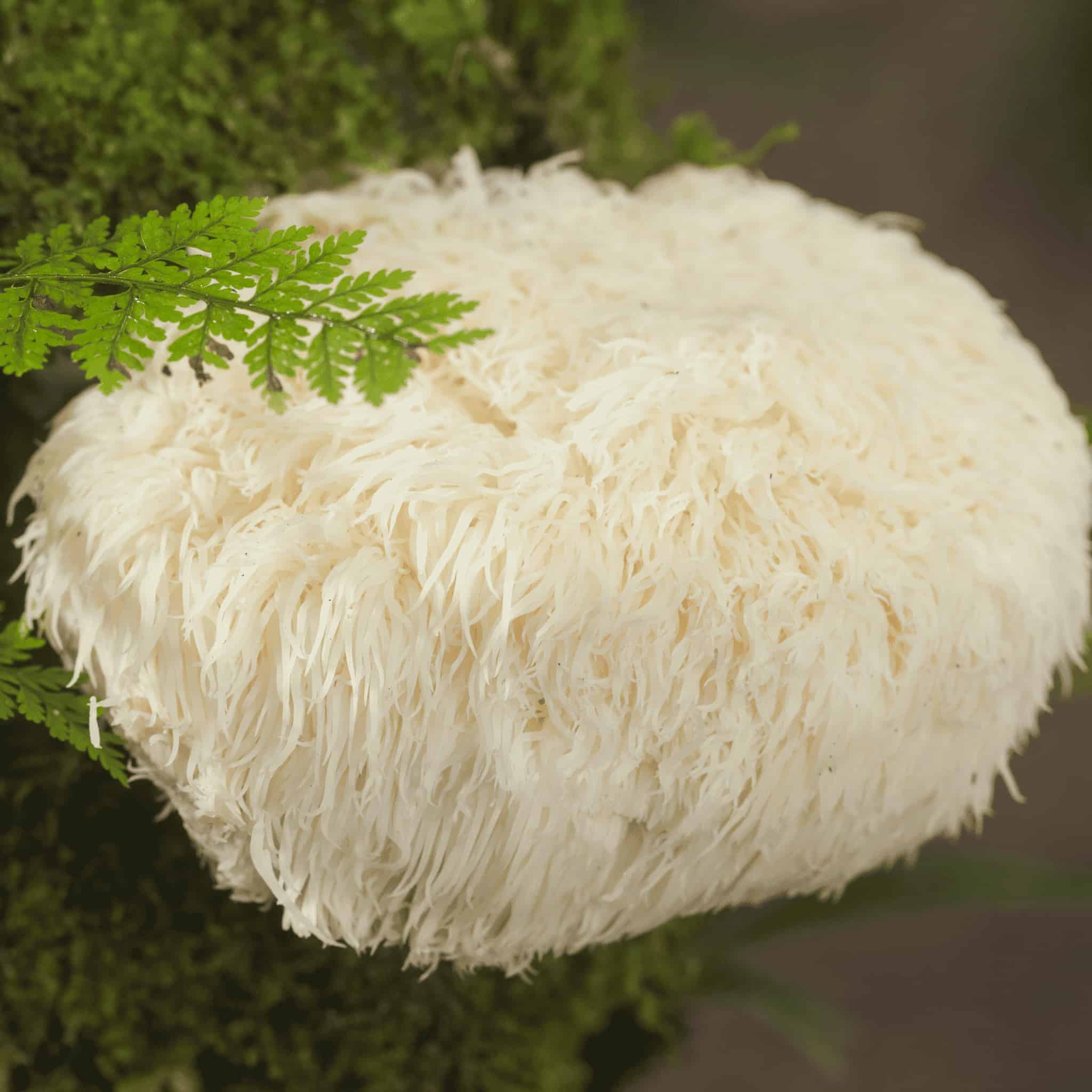 Lion's Mane Capsules - Happenstence®